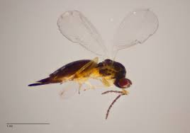 Attēlu rezultāti vaicājumam “Rabdophaga degeeri”