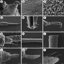 Attēlu rezultāti vaicājumam “Macrosiphoniella absinthii”