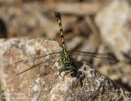 Attēlu rezultāti vaicājumam “Onychogomphus forcipatus”