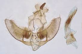 Attēlu rezultāti vaicājumam “Agonopterix ciliella imago”