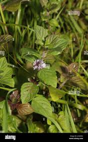 Attēlu rezultāti vaicājumam “Mentha x verticillata leaf”