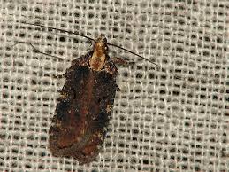 Attēlu rezultāti vaicājumam “Agonopterix hypericella imago”