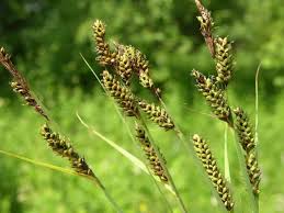 Attēlu rezultāti vaicājumam “Carex hartmanii”