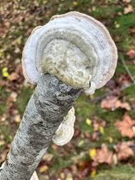 Attēlu rezultāti vaicājumam “Trichaptum biforme”