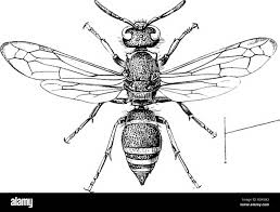 Attēlu rezultāti vaicājumam “Eumenidae”