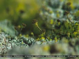 Attēlu rezultāti vaicājumam “Chaenotheca chlorella”