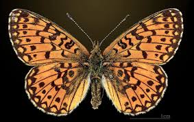 Attēlu rezultāti vaicājumam “Clossiana selene underside”