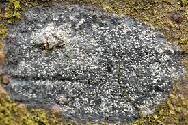 Attēlu rezultāti vaicājumam “Pertusaria amara”