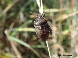 Attēlu rezultāti vaicājumam “Jalla dumosa”