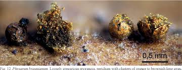 Attēlu rezultāti vaicājumam “Cribraria atrofusca macro”