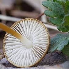 Attēlu rezultāti vaicājumam “Strobilurus esculentus”