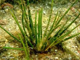 Attēlu rezultāti vaicājumam “Isoetes lacustris”