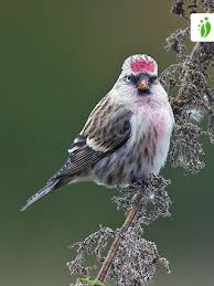Attēlu rezultāti vaicājumam “Carduelis flammea”