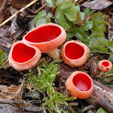 Attēlu rezultāti vaicājumam “Sarcoscypha austriaca”