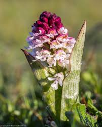 Attēlu rezultāti vaicājumam “Orchis ustulata”