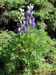 Image result for Aconitum napellus