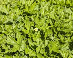 Attēlu rezultāti vaicājumam “Waldsteinia geoides”