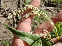 Attēlu rezultāti vaicājumam “Persicaria lapathifolia”