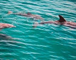 Image result for Belfairs Dolphins Snorkelling Club