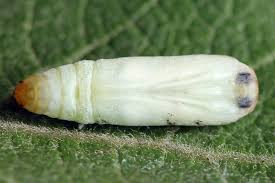 Attēlu rezultāti vaicājumam “Nycteola degenerana”