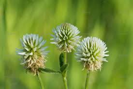 Attēlu rezultāti vaicājumam “Trifolium montanum flower”