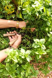 Image result for Oregano