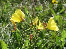 Image result for Oenothera odorata