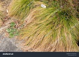 Attēlu rezultāti vaicājumam “Carex remota”