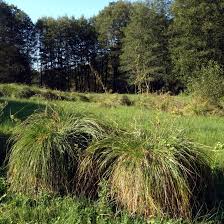 Attēlu rezultāti vaicājumam “Carex appropinquata”