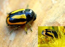 Attēlu rezultāti vaicājumam “Cryptocephalus pusillus”