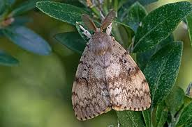 Attēlu rezultāti vaicājumam “Lymantria dispar”