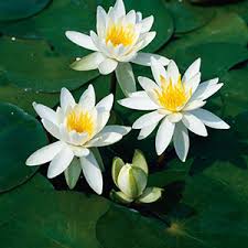 Attēlu rezultāti vaicājumam “Nymphaea alba”