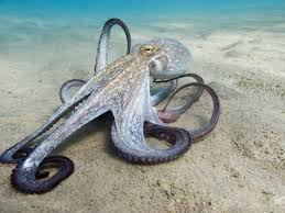 Image result for Octopus vulgaris