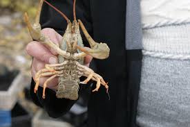 Attēlu rezultāti vaicājumam “Astacus leptodactylus”