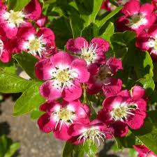 Attēlu rezultāti vaicājumam “Crataegus laevigata”