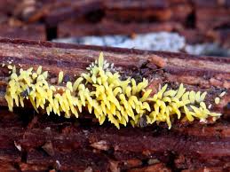 Attēlu rezultāti vaicājumam “Mucronella”