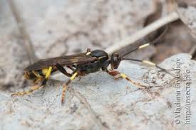 Attēlu rezultāti vaicājumam “Diphyus latebricola”