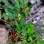 Attēlu rezultāti vaicājumam “Carum carvi leaf”