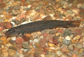 Attēlu rezultāti vaicājumam “Barbatula barbatula”