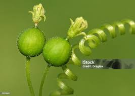 Attēlu rezultāti vaicājumam “Bryonia alba”