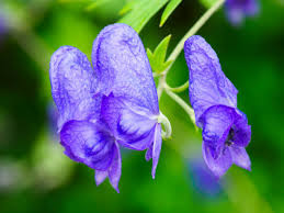 Attēlu rezultāti vaicājumam “Aconitum napellus bud”