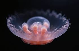 Attēlu rezultāti vaicājumam “Aurelia aurita”