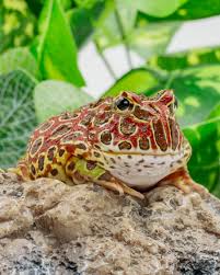 Image result for Ceratophrys ornata