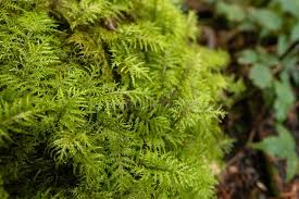 Attēlu rezultāti vaicājumam “Hylocomium splendens”