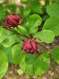 Attēlu rezultāti vaicājumam “Calycanthus floridus”