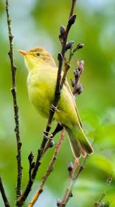 Attēlu rezultāti vaicājumam “Hippolais icterina”