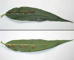 Attēlu rezultāti vaicājumam “Pontania proxima”