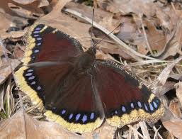 Attēlu rezultāti vaicājumam “Nymphalis antiopa underside”