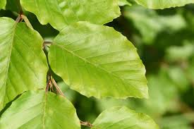 Attēlu rezultāti vaicājumam “Fagus sylvatica leaf”
