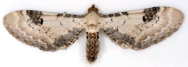 Attēlu rezultāti vaicājumam “Eupithecia subumbrata larva”